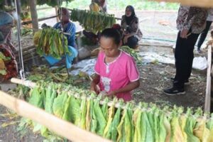 Bupati Dorong Petani Lumajang Tingkatkan Tembakau: Kebijakan Politik Pro-rakyat Atau Pro-korporasi?